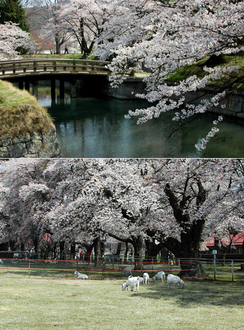 龍岡城五稜郭と長野牧場の桜