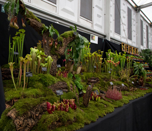 Carnivorous Plants at RHS Chelsea Flower Show